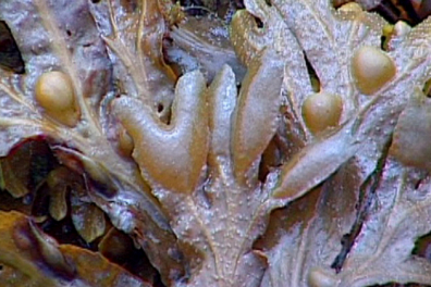 Organes reproducteurs et cellules reproductrices chez le Fucus vésiculeux